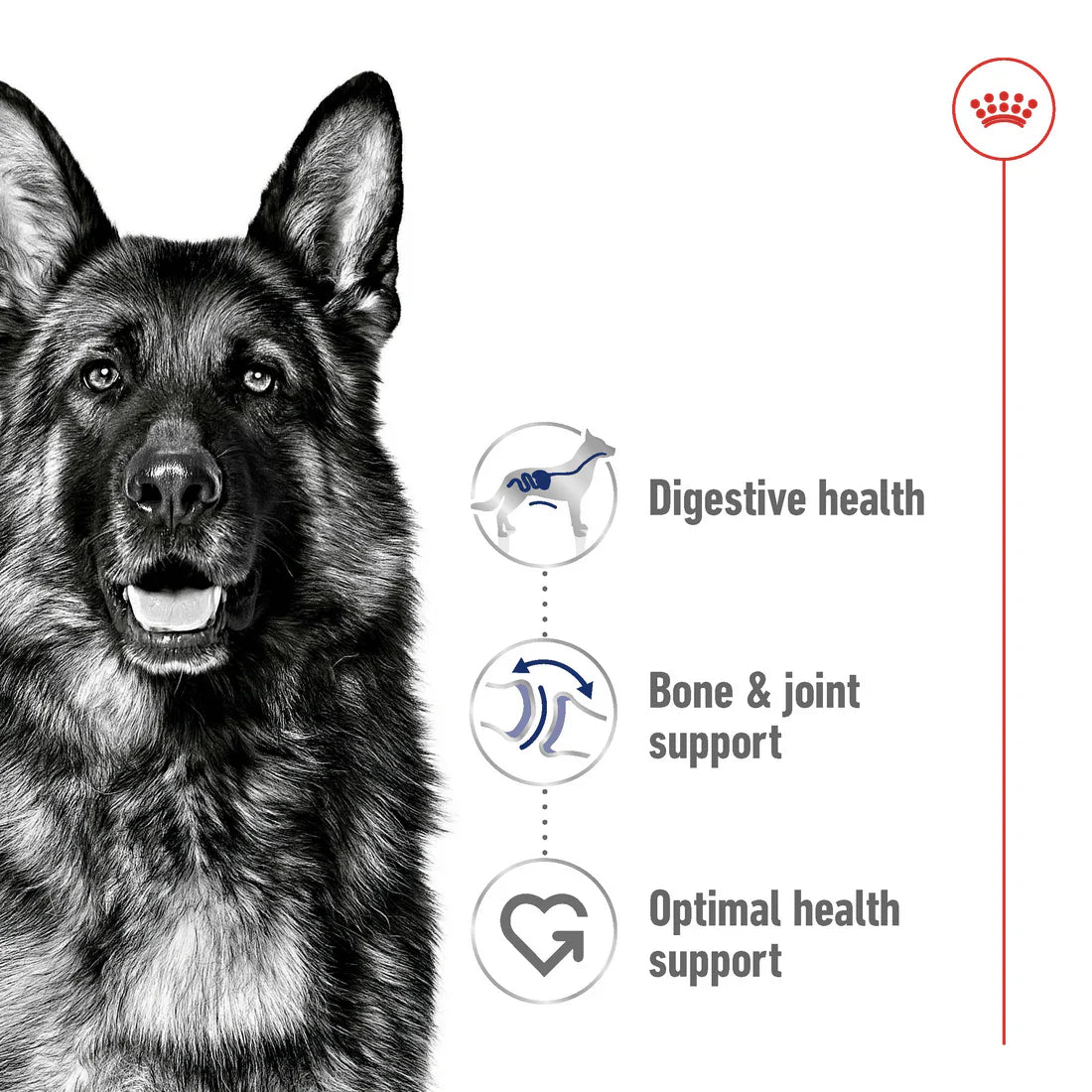 Royal Canin Size Health Nutrition Maxi Adult 10 KG