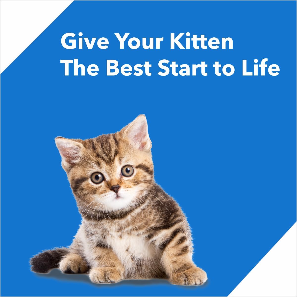Drools Kitten Ocean Fish Dry Cat Food 1.2 kg