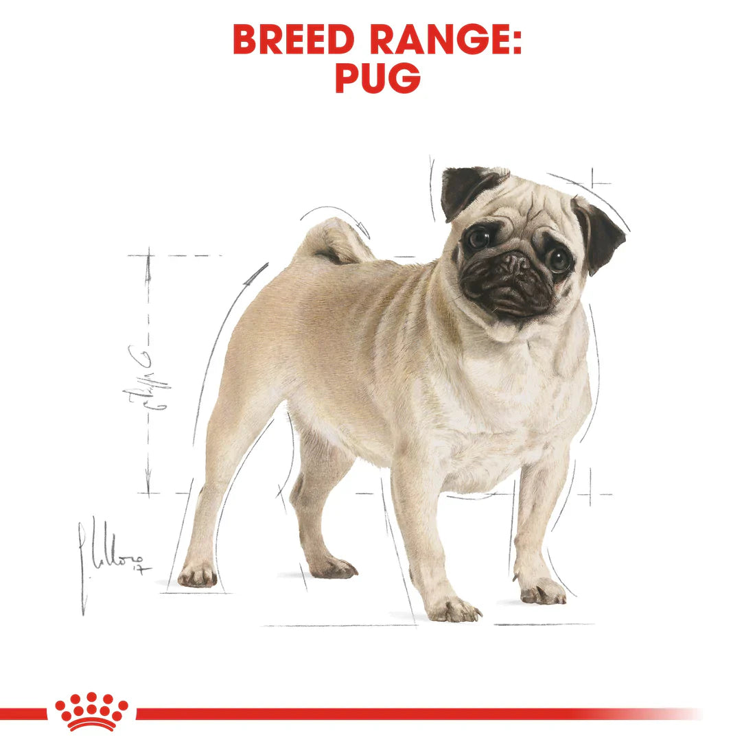 Royal Canin Breed Health Nutrition Pug Adult 1.5 KG