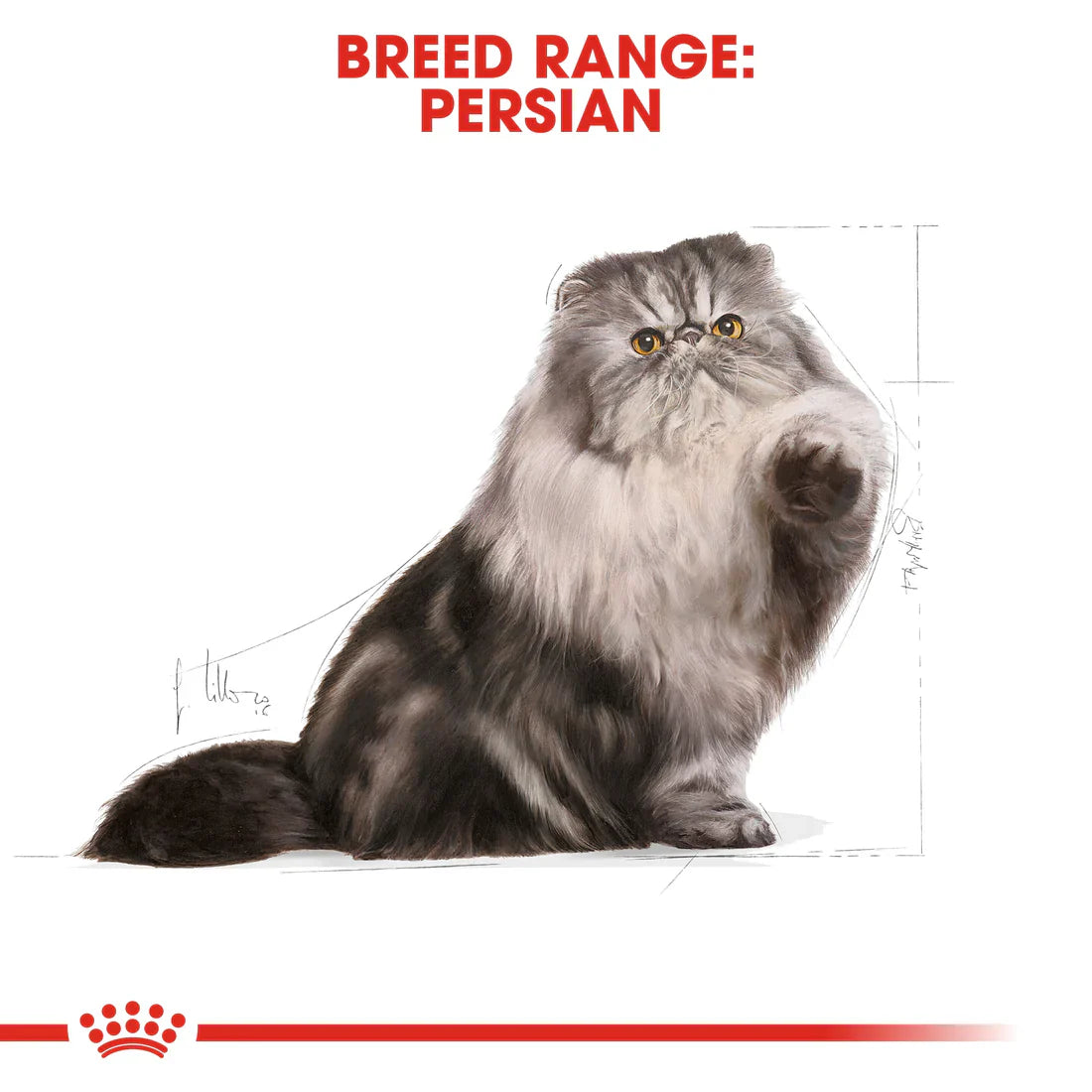 Royal Canin Feline Breed Nutrition Persian Adult - 2KG